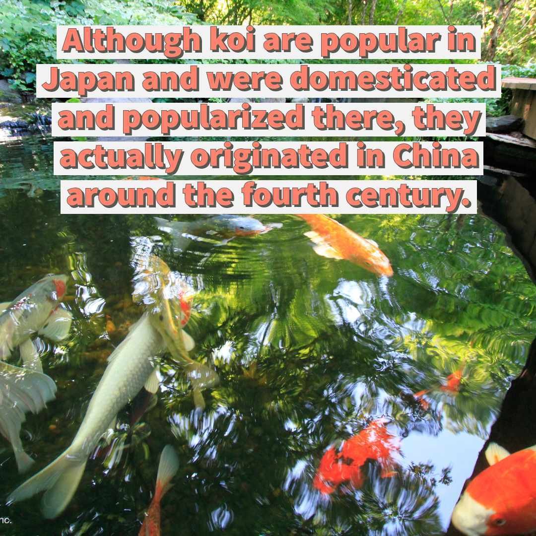 While koi were bred and domesticated in Japan, they originally came from China.
ㅤ
Goldfish, on the other hand, are descendants of the Prussian carp from the wilds of East Asia. They were first domesticated in China more than a thousand years ago, mak