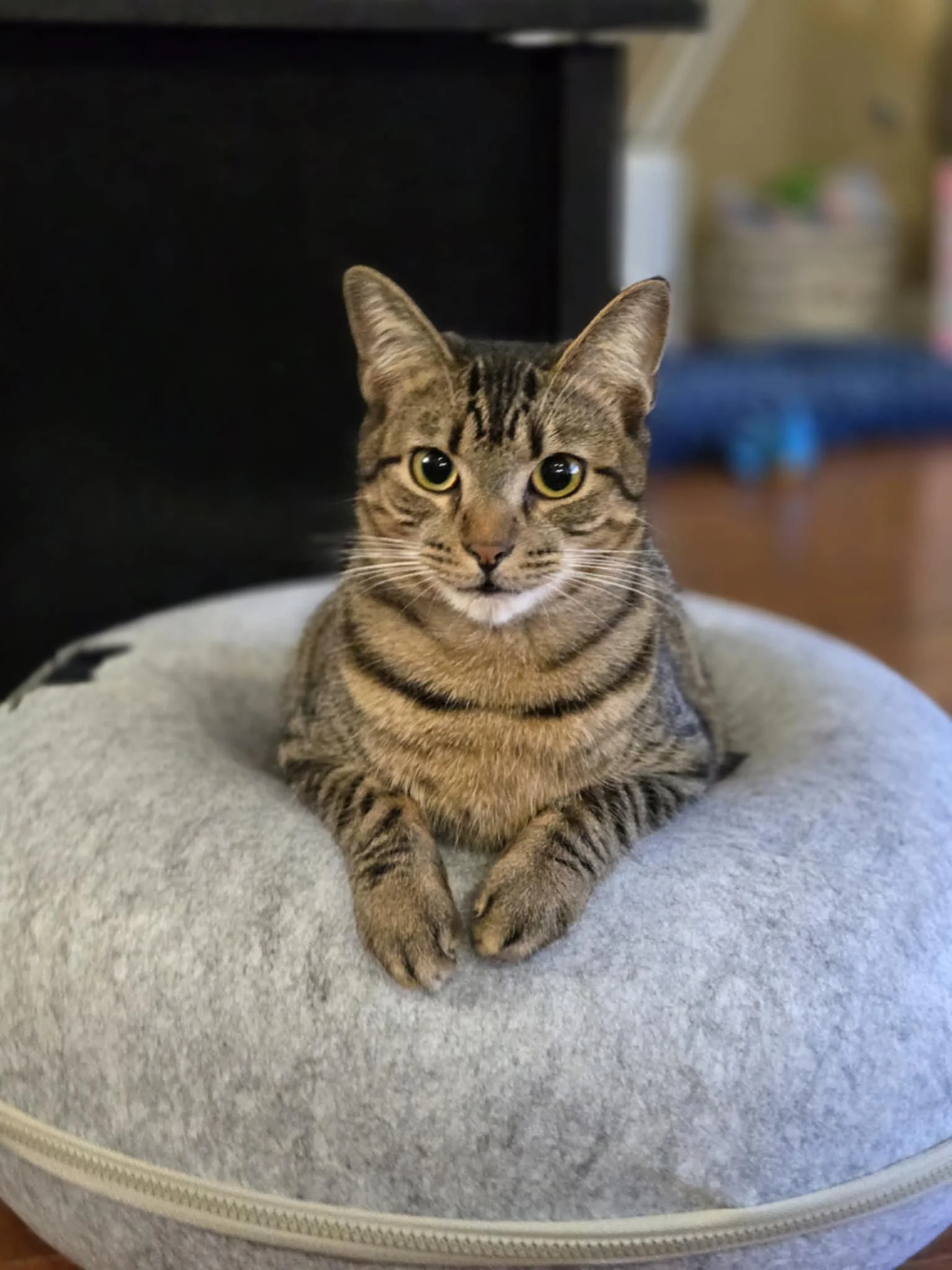 Destiny Found: Smudge’s Journey