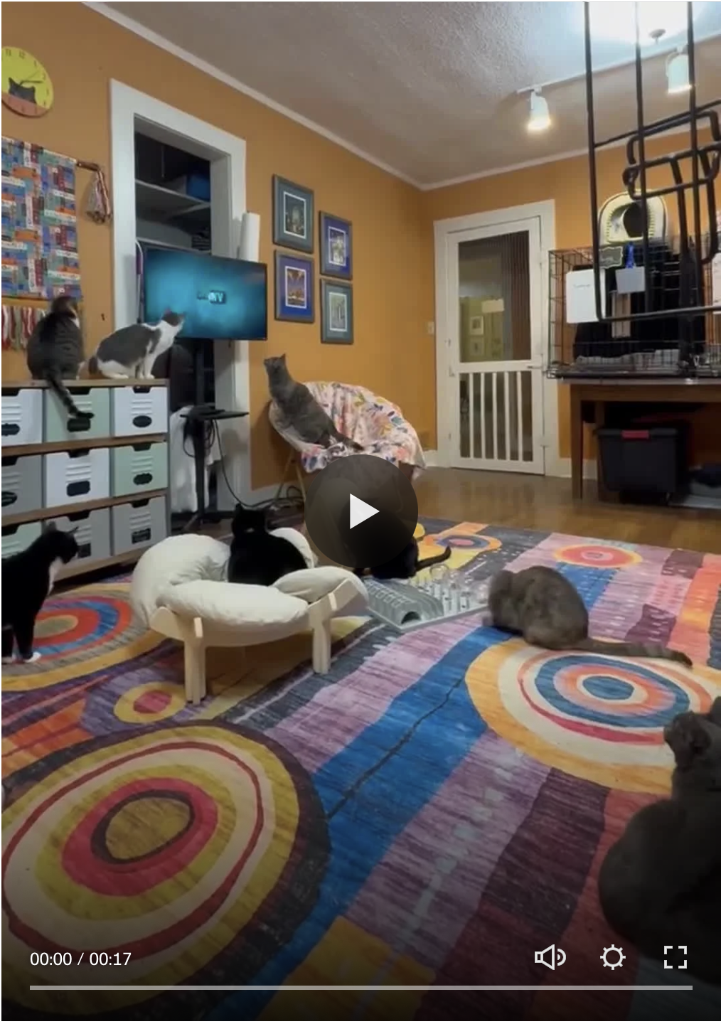 Move Over, Netflix – MeowHouse has Cat TV!