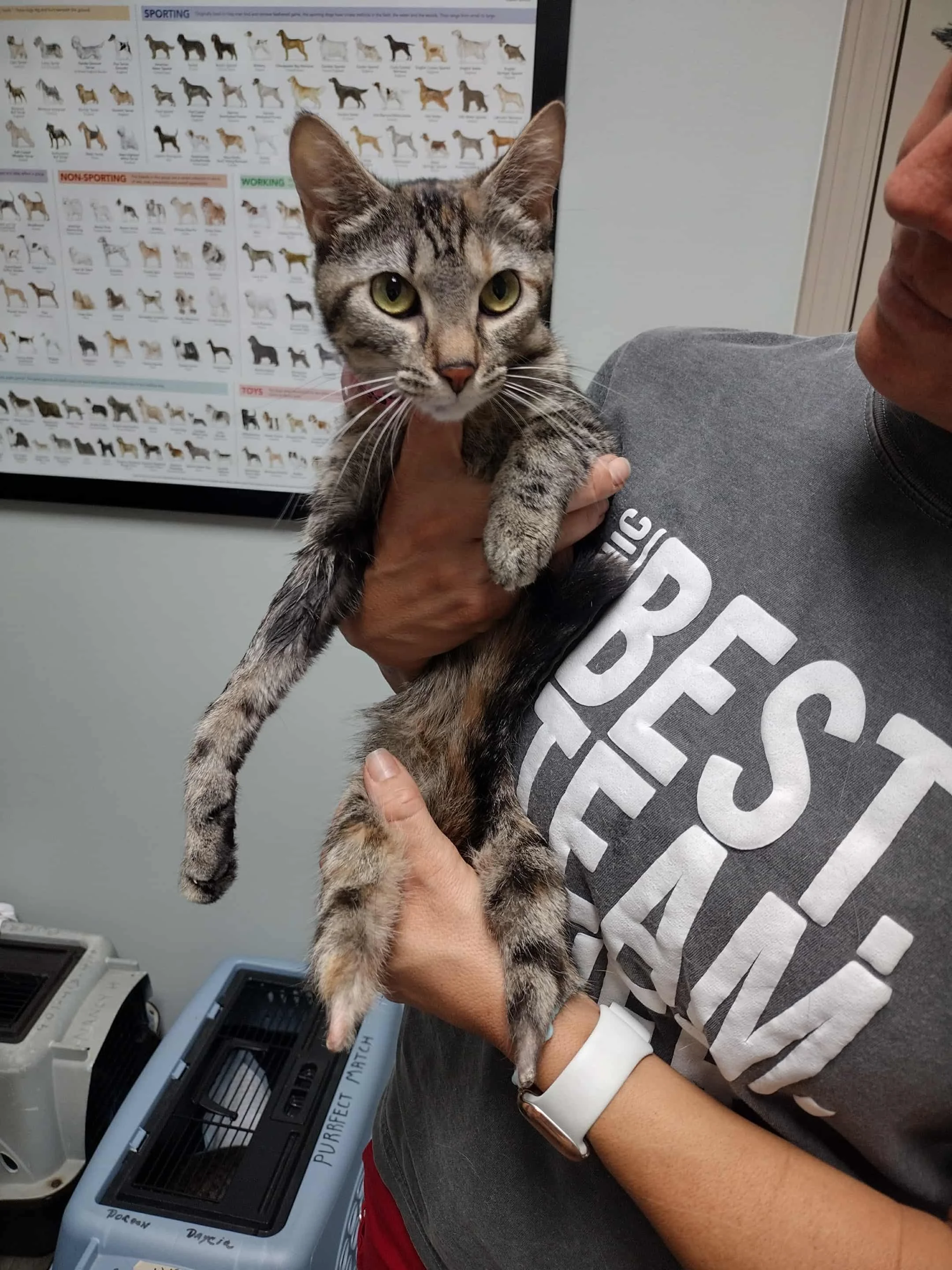 Person holding a tabby cat in front of a poster showing different breeds of dogs, with a pet carrier visible in the background.