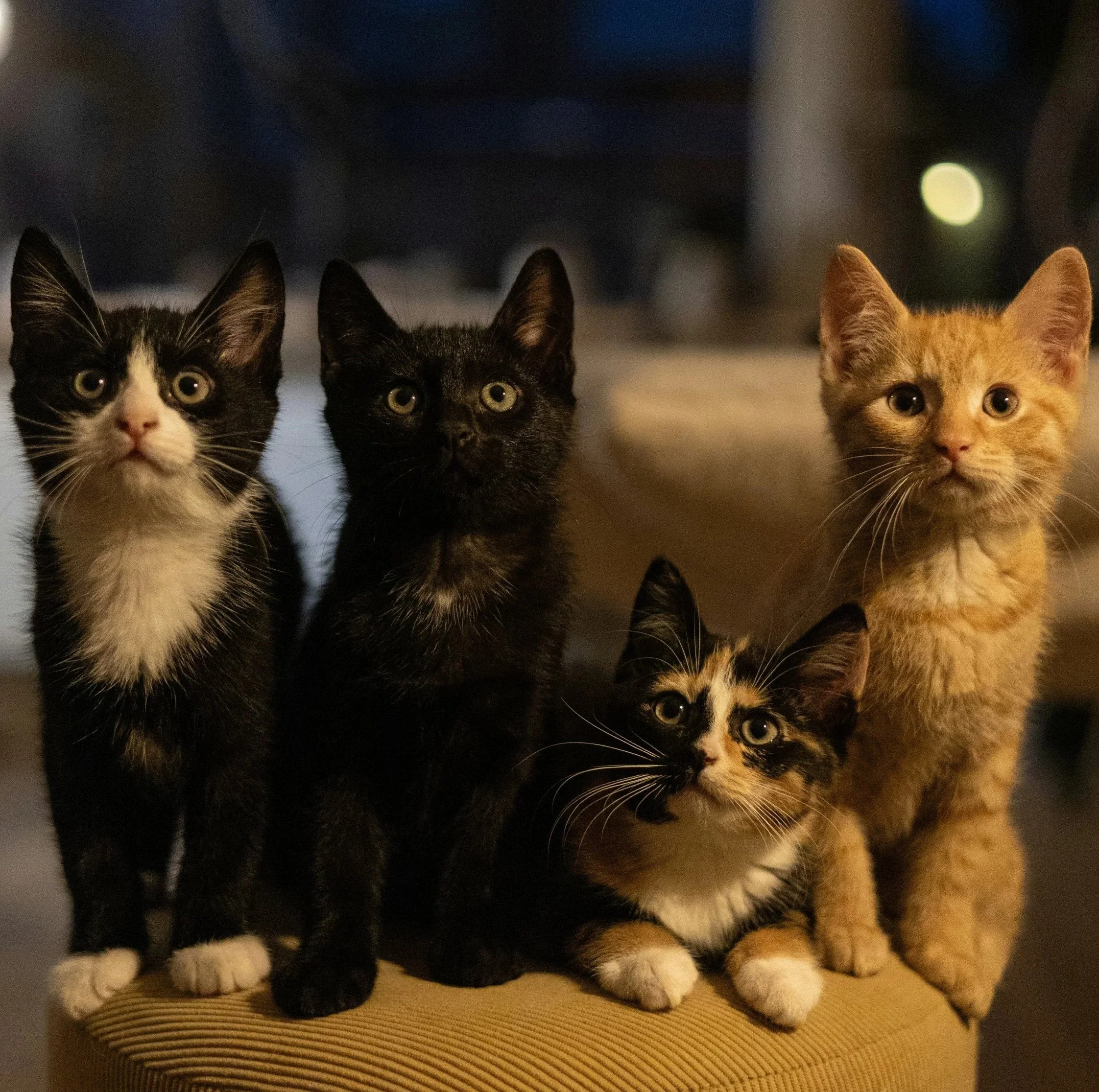 Five kittens sitting close together indoors, with three standing and two sitting, in low light.