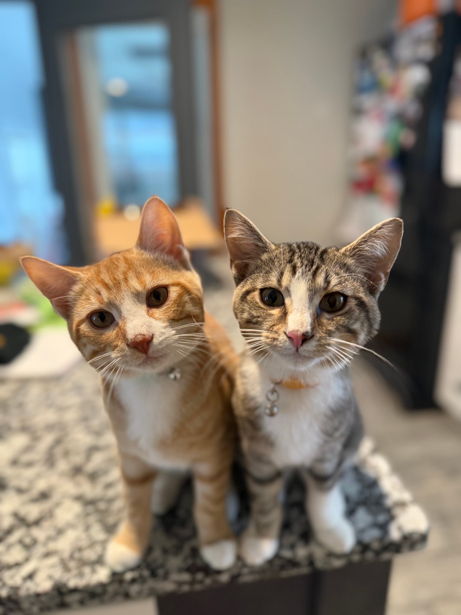 Two cats sitting close together on a granite countertop, one orange tabby and one gray tabby, both looking directly at the camera. The background shows a blurred kitchen interior.