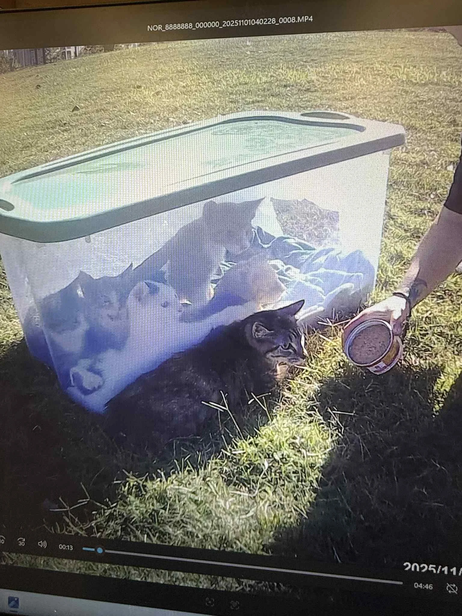 A person is feeding a group of cats inside a clear plastic storage container outdoors on grass. The container has multiple cats, including a black cat lying outside and several other cats inside, some appear to be eating or resting.