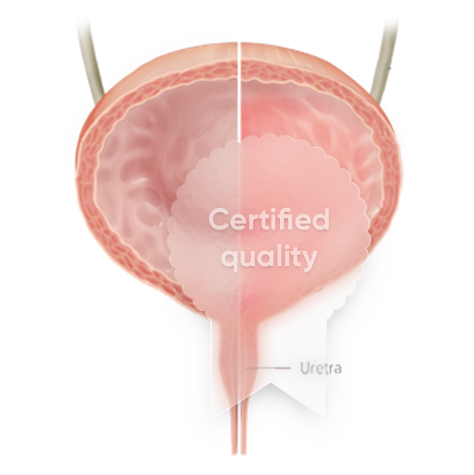 Illustration of a female urinary bladder with a label indicating the urethra, featuring a central flag with the text 'Certified quality'.