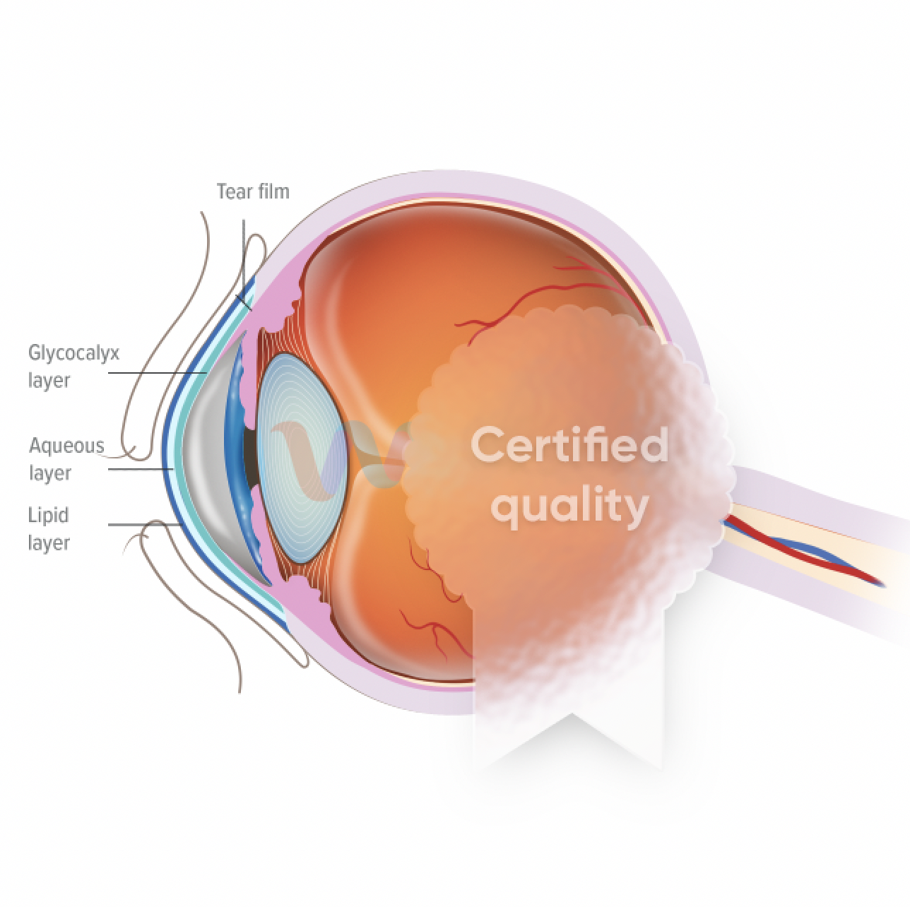 Cross-sectional diagram of an eye showing tear film, glycocalyx layer, aqueous layer, and lipid layer, with a 'Certified quality' label in the foreground.