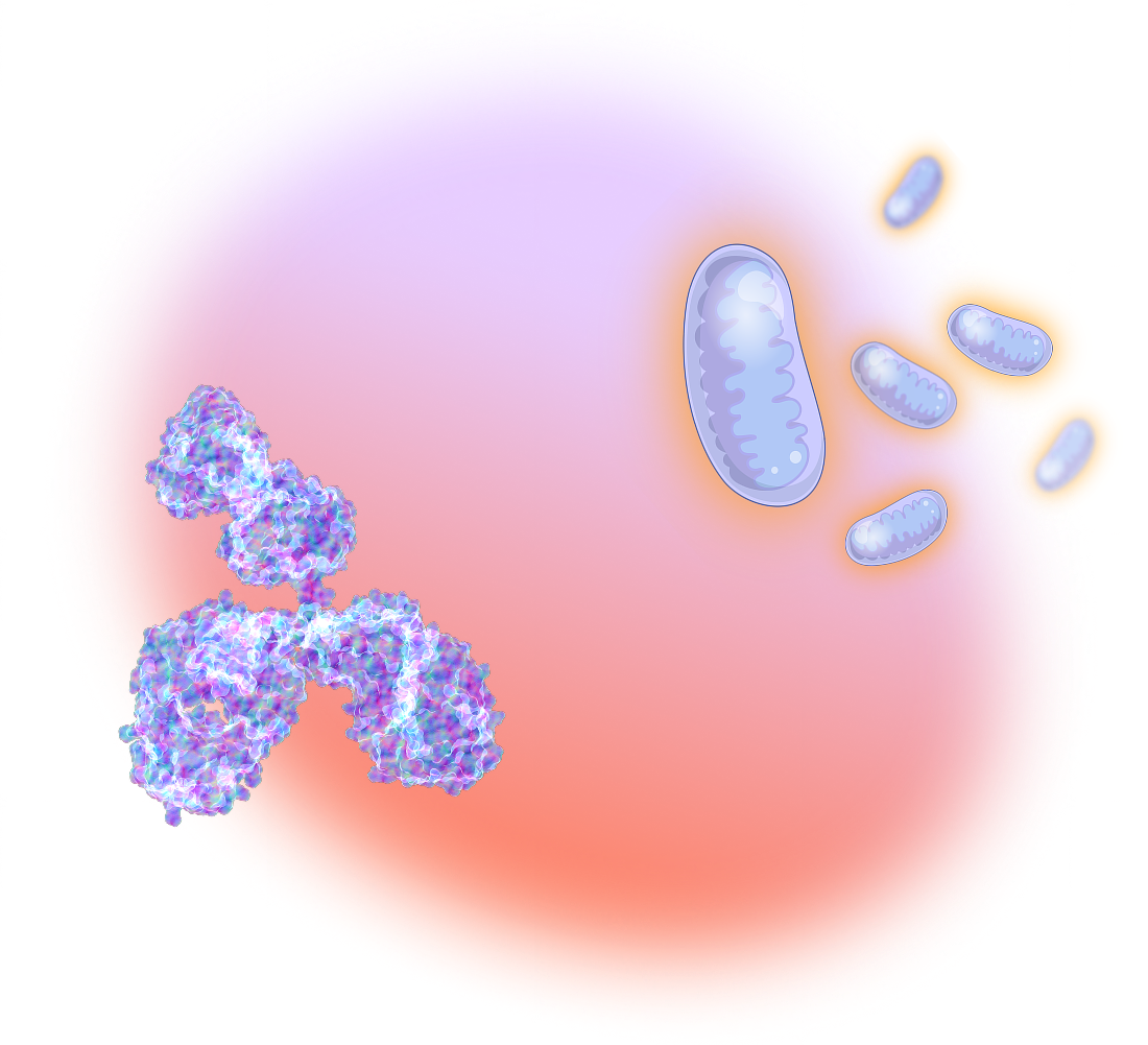 Illustration of a cell with mitochondria and surrounding bacteria or viruses.