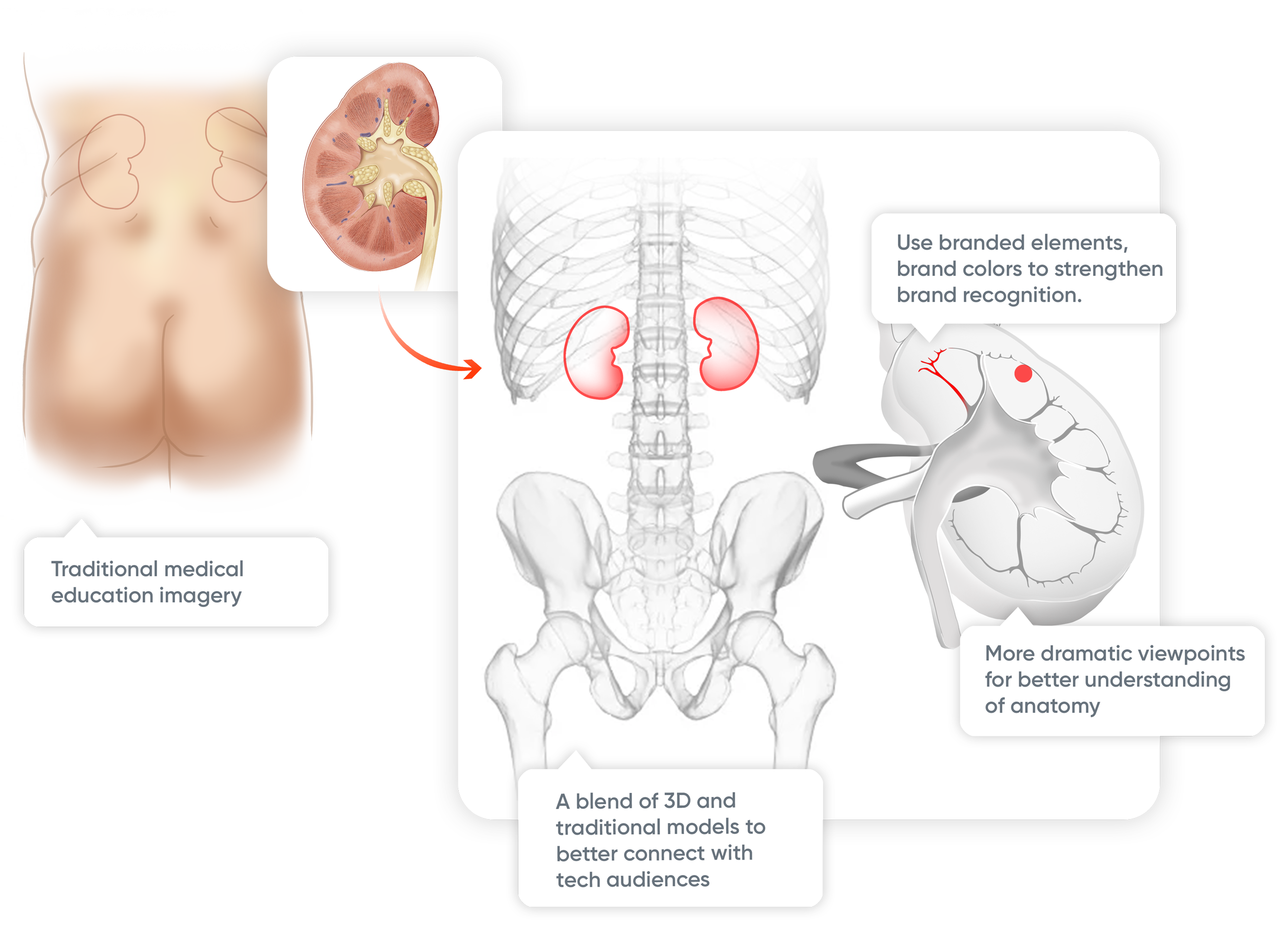 Illustration of human anatomy showing kidneys, pelvis, bones, with overlays of medical diagrams, emphasizing education and anatomical details.