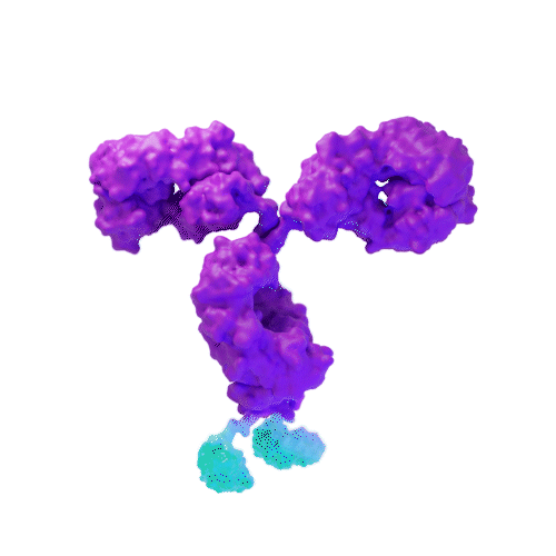 A colorful 3D rendering of a Y-shaped protein structure with purple and light blue regions.