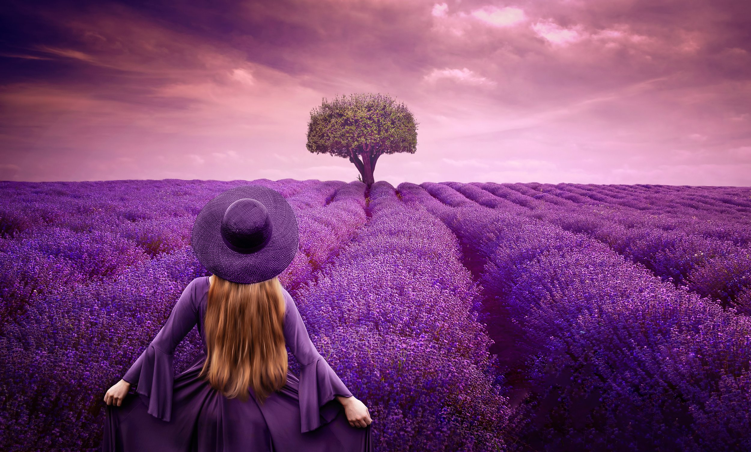 Lavender tree.jpg