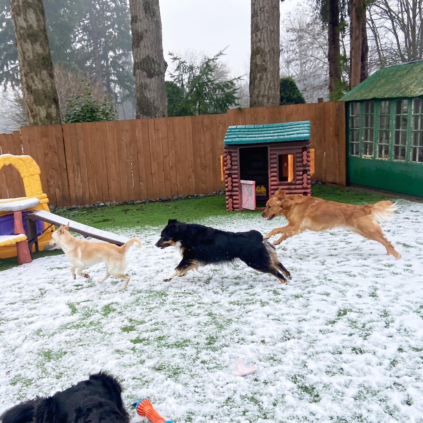 Running through the snow again today, these pups are getting spoiled this winter ❄️