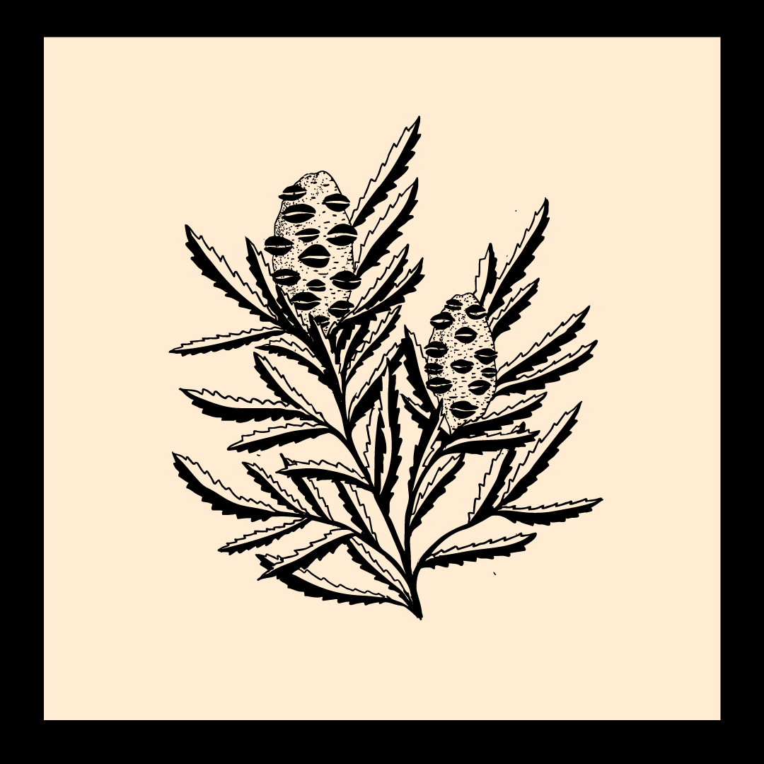 BANKSIA.png