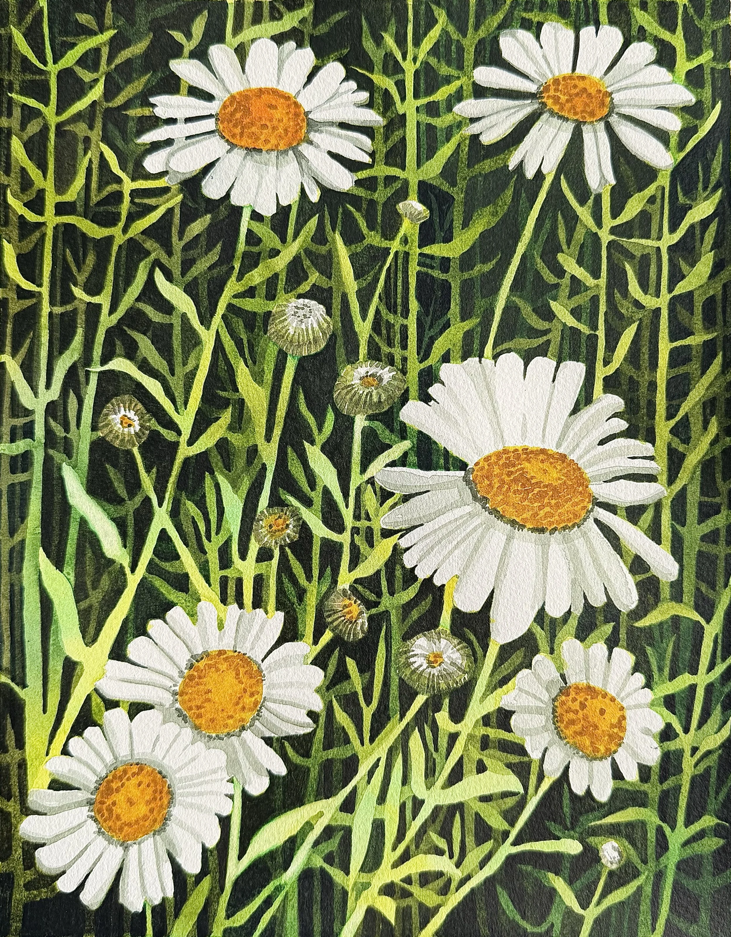 Daisy