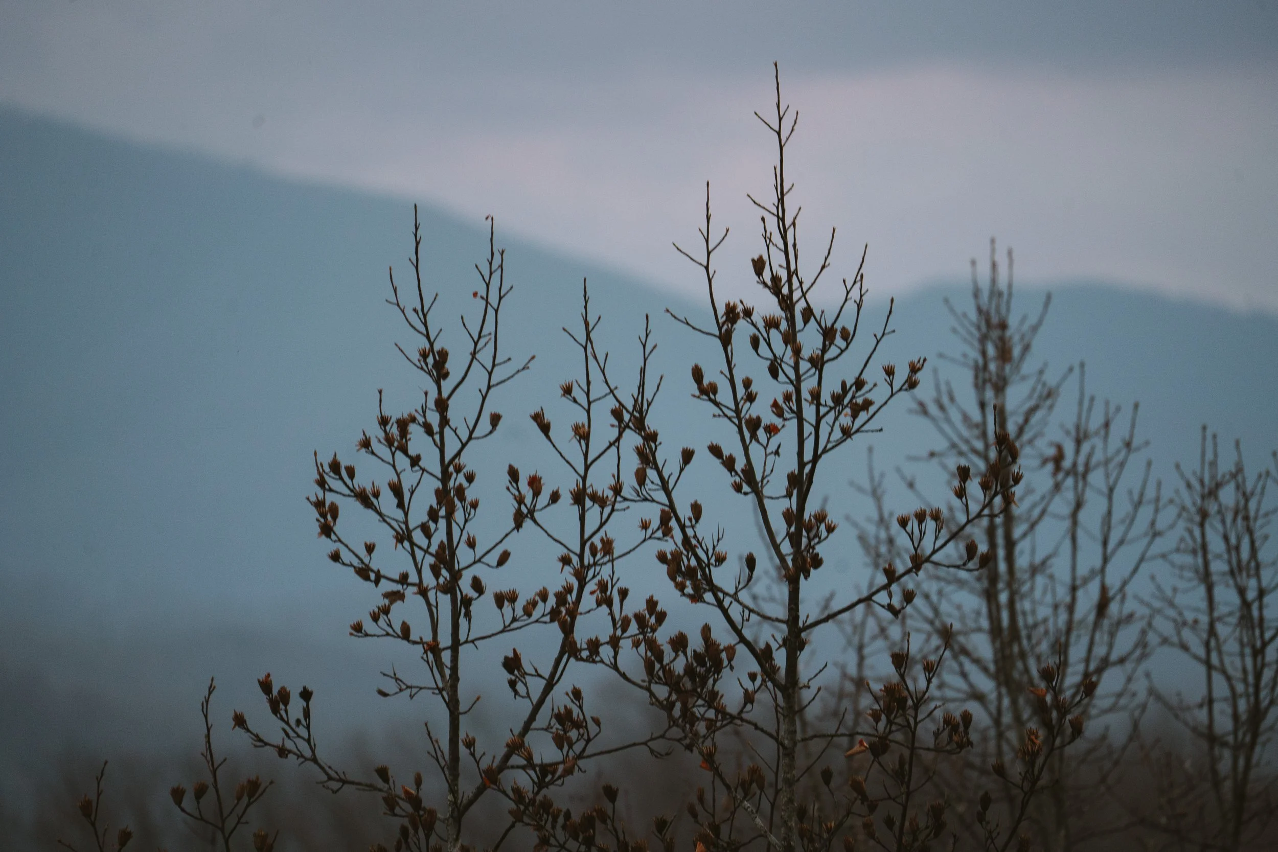 Landscape and Wildlife