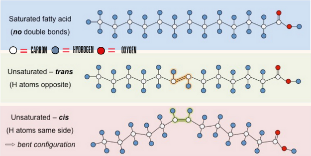 Fatty acids are chains of carbon atoms with hydrogen atoms attached. Unsaturated fat molecules have double bonds between carbon atoms. Saturated fat molecules have no double bonds. Trans fat molecules are like saturated fats with no double bonds.