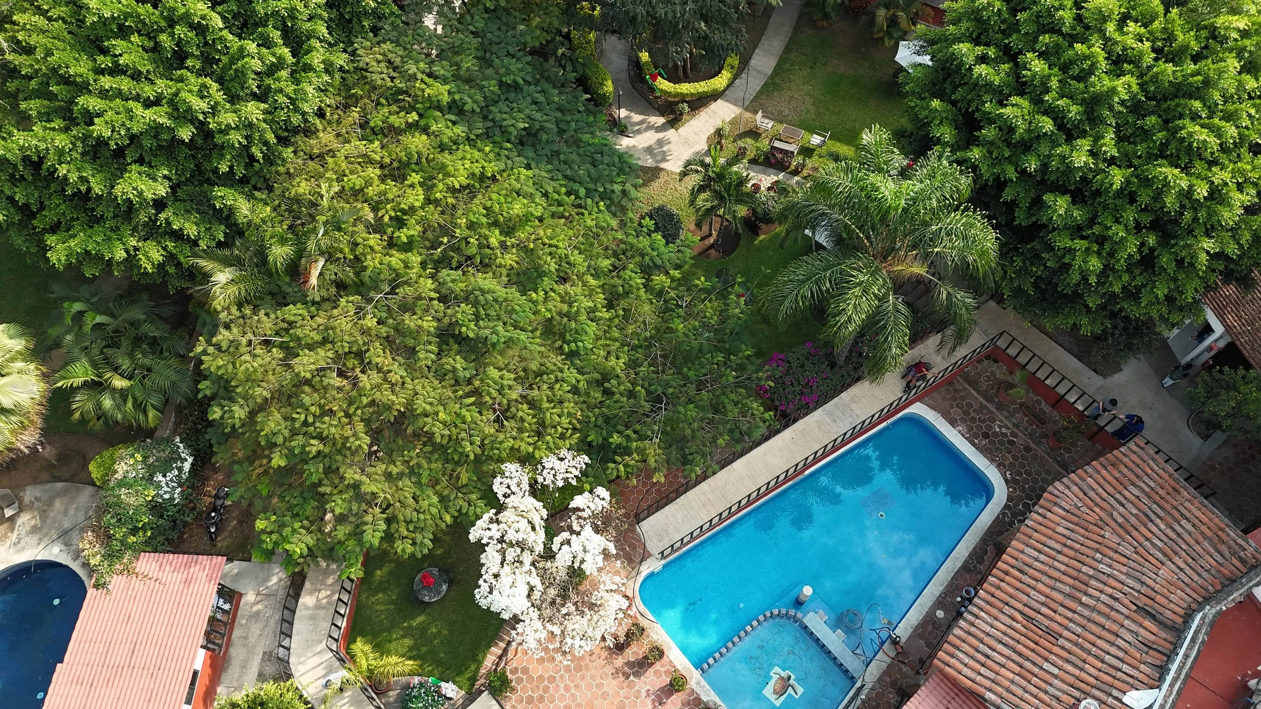 Vista aérea de un jardín con piscina y áreas de descanso, rodeado de árboles verdes, palmeras y plantas coloridas en un ambiente tropical.