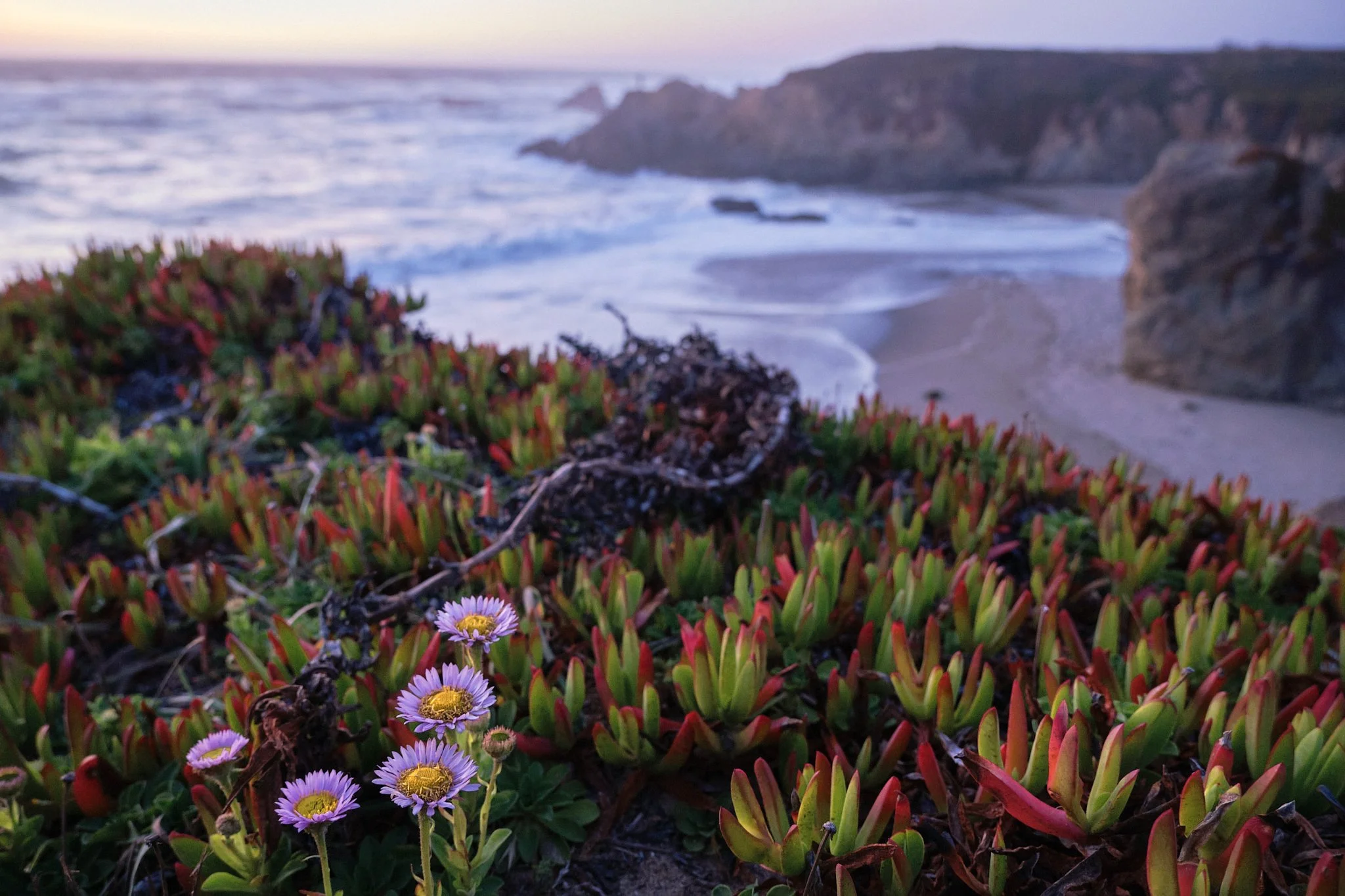 _Coastal Natives_T 2026.05.30 Mendocino Coast.jpg