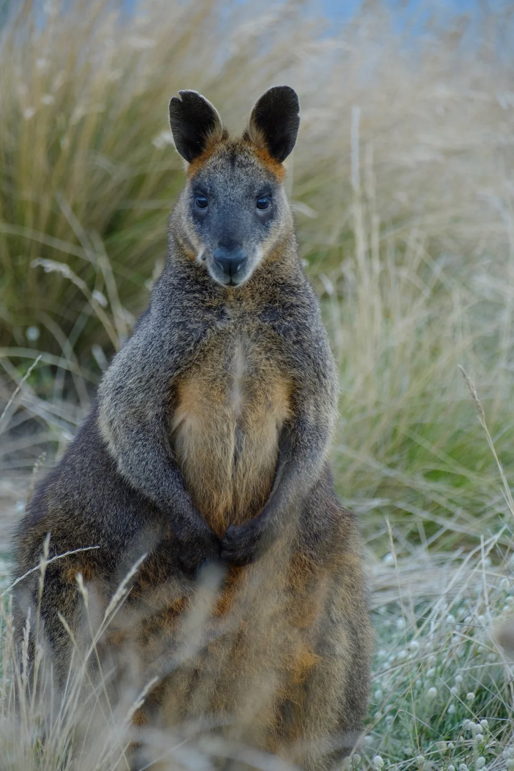 Swamp wallaby 3