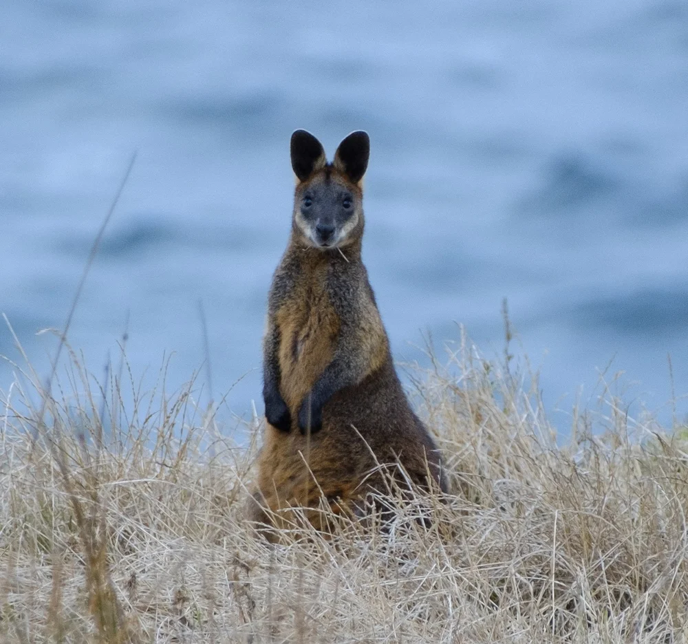 Swamp wallaby 1