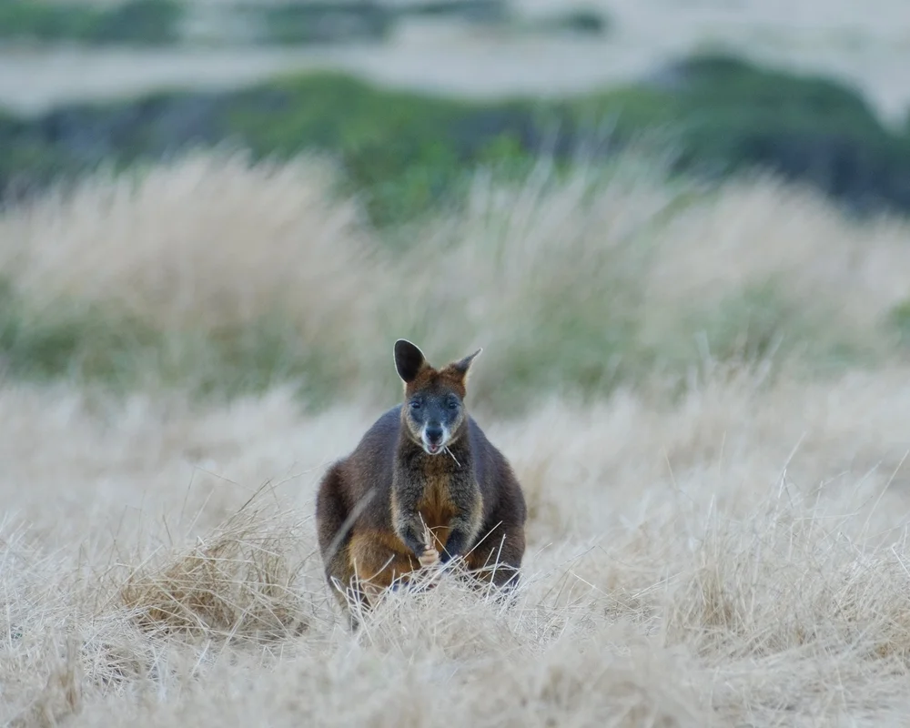Swamp wallaby 2