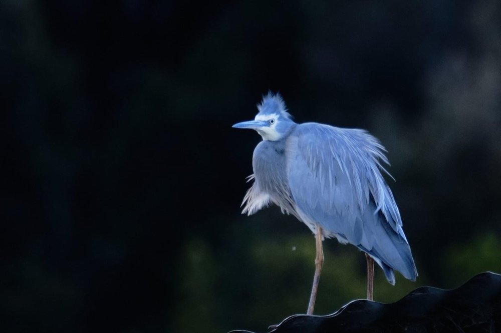 White-faced heron