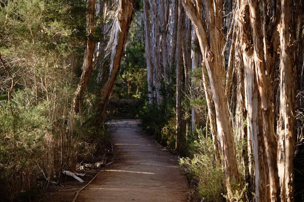 paperbark Melaleuca ericifolia forest