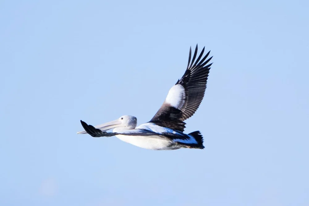 Australian Pelican