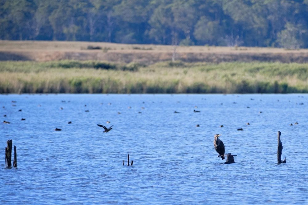 Little Black Cormorant