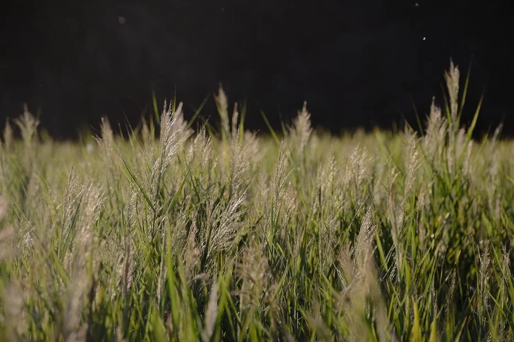 Fields of swaying soft