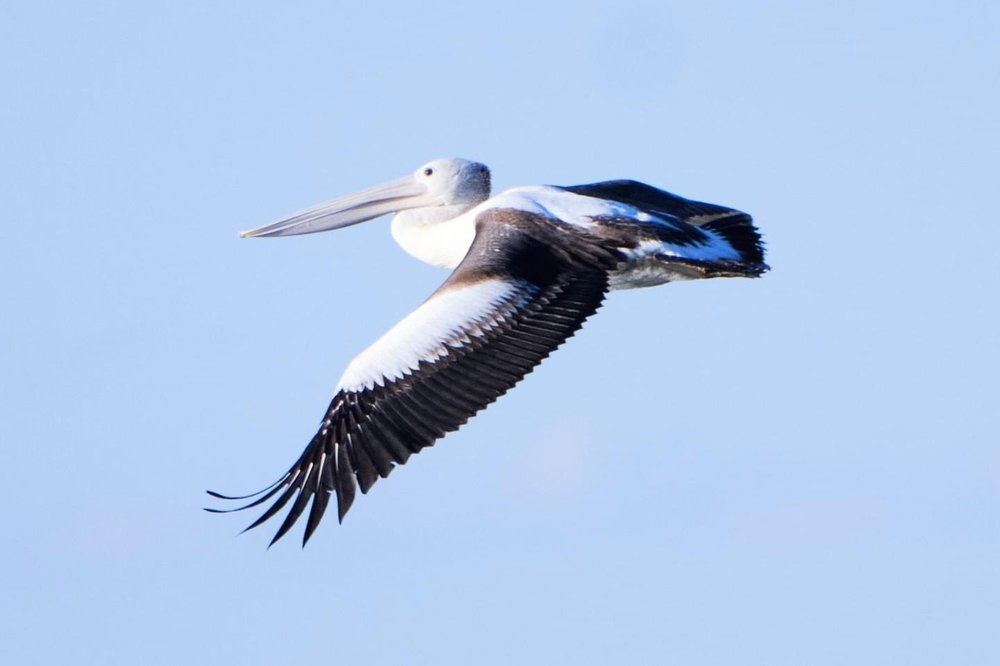 Australian Pelican