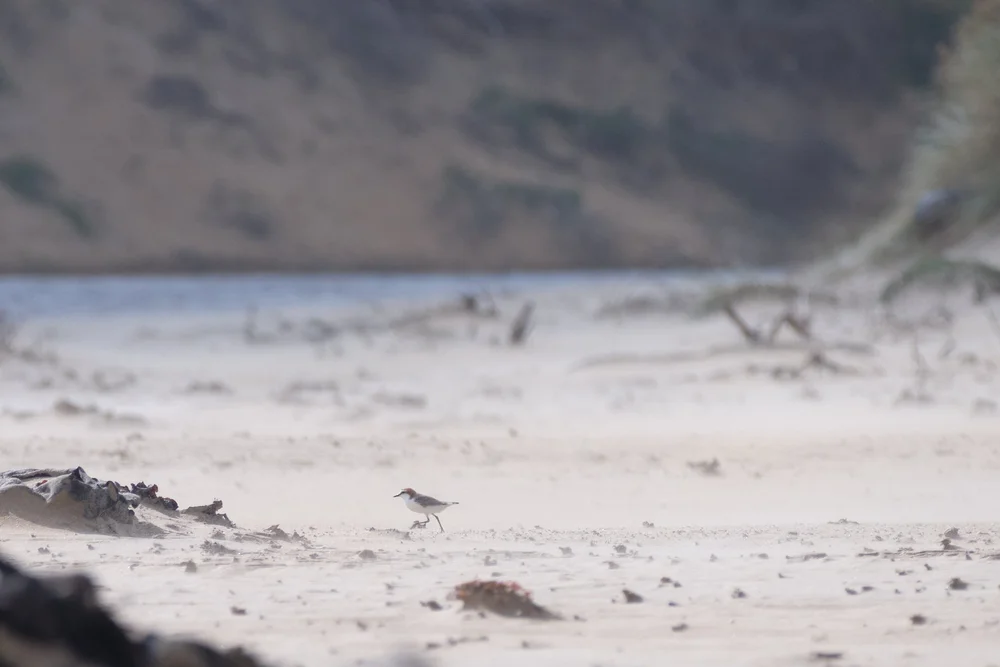 takayna landscape 7.jpeg