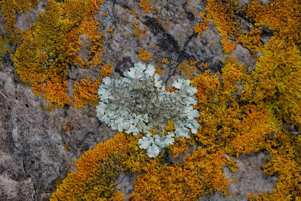 takayna landscape 20.jpeg