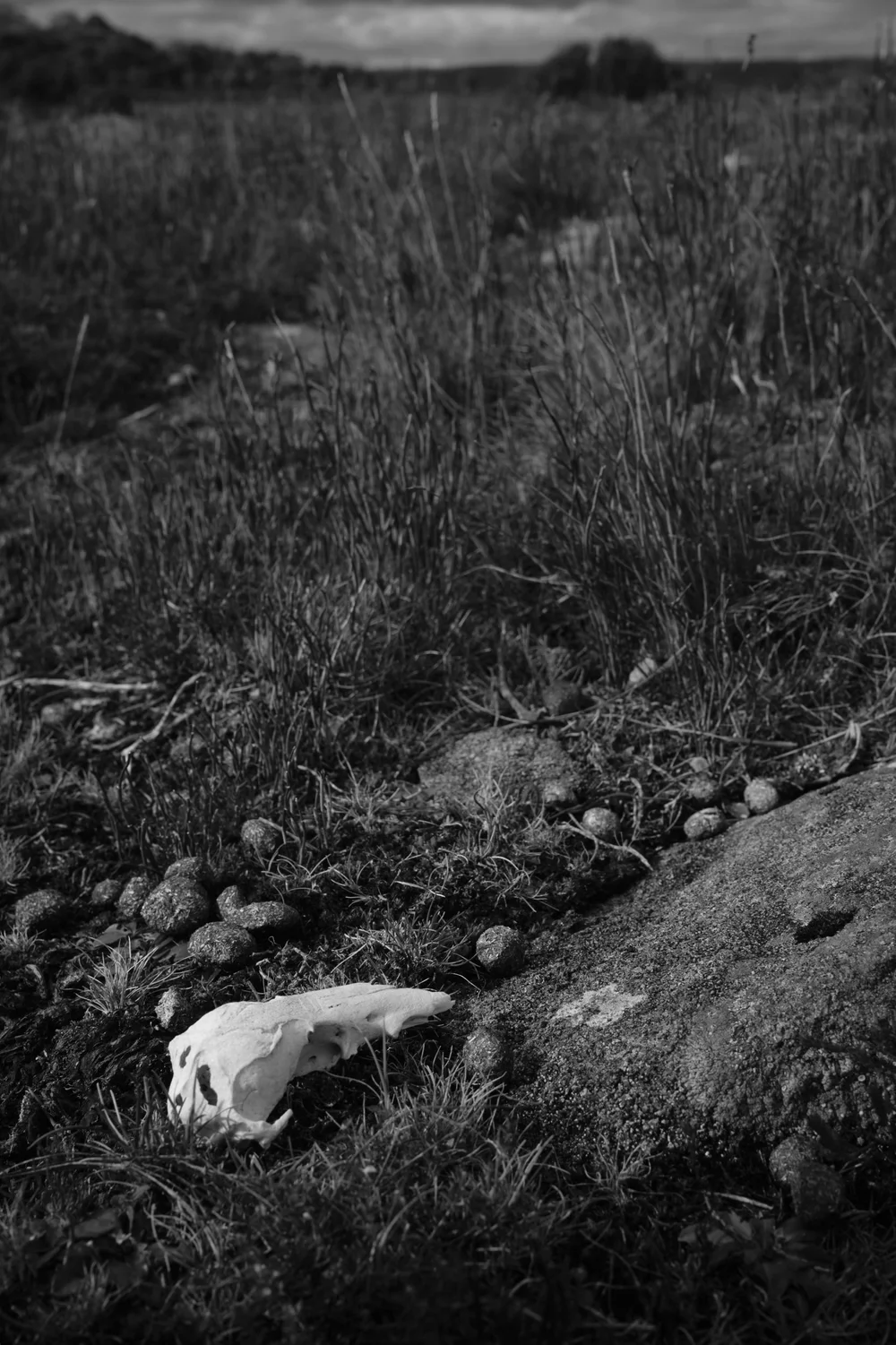 skullboneplains 12.jpeg