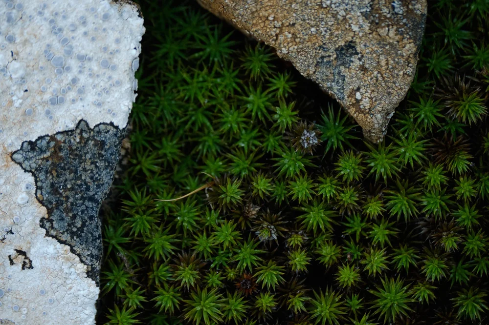 skullboneplains 5.jpeg