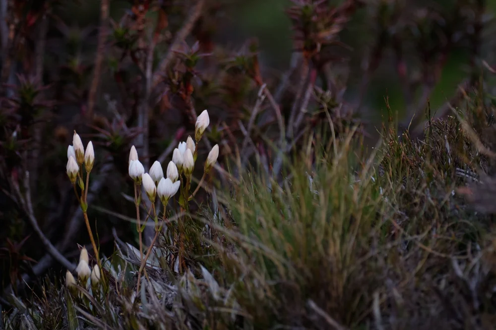 skullboneplains 16.jpeg