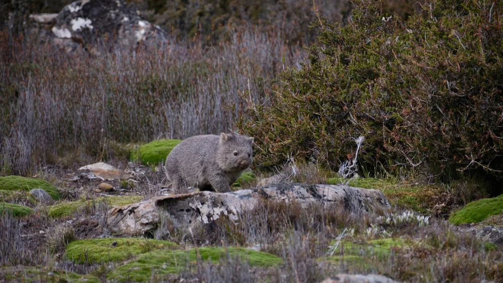 skullbone plains day 6 3.jpeg