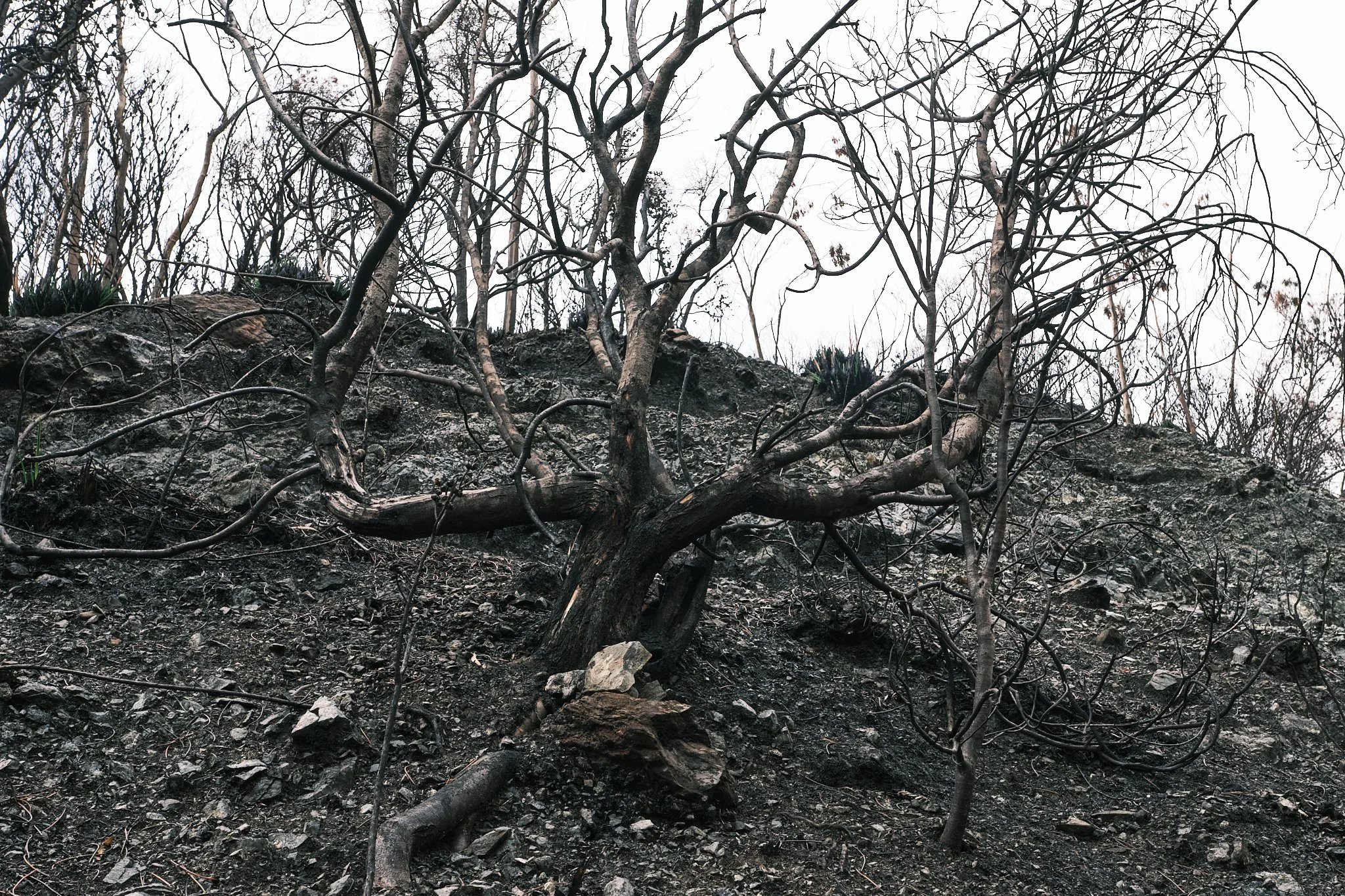 Burnt Country - a warning of more to come?