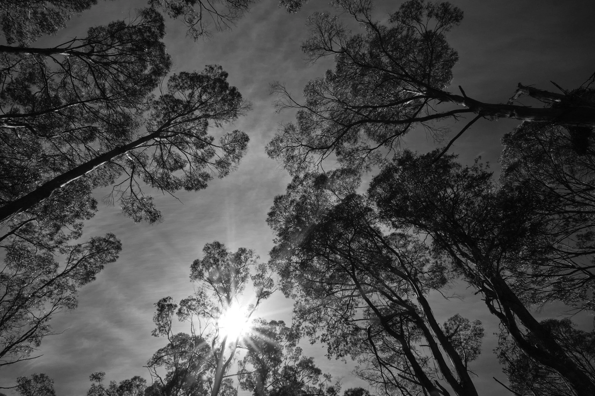 PONWF Karen Keefe_T 2026.02.07 Penguin Gathering Dial Range _T413912.jpg