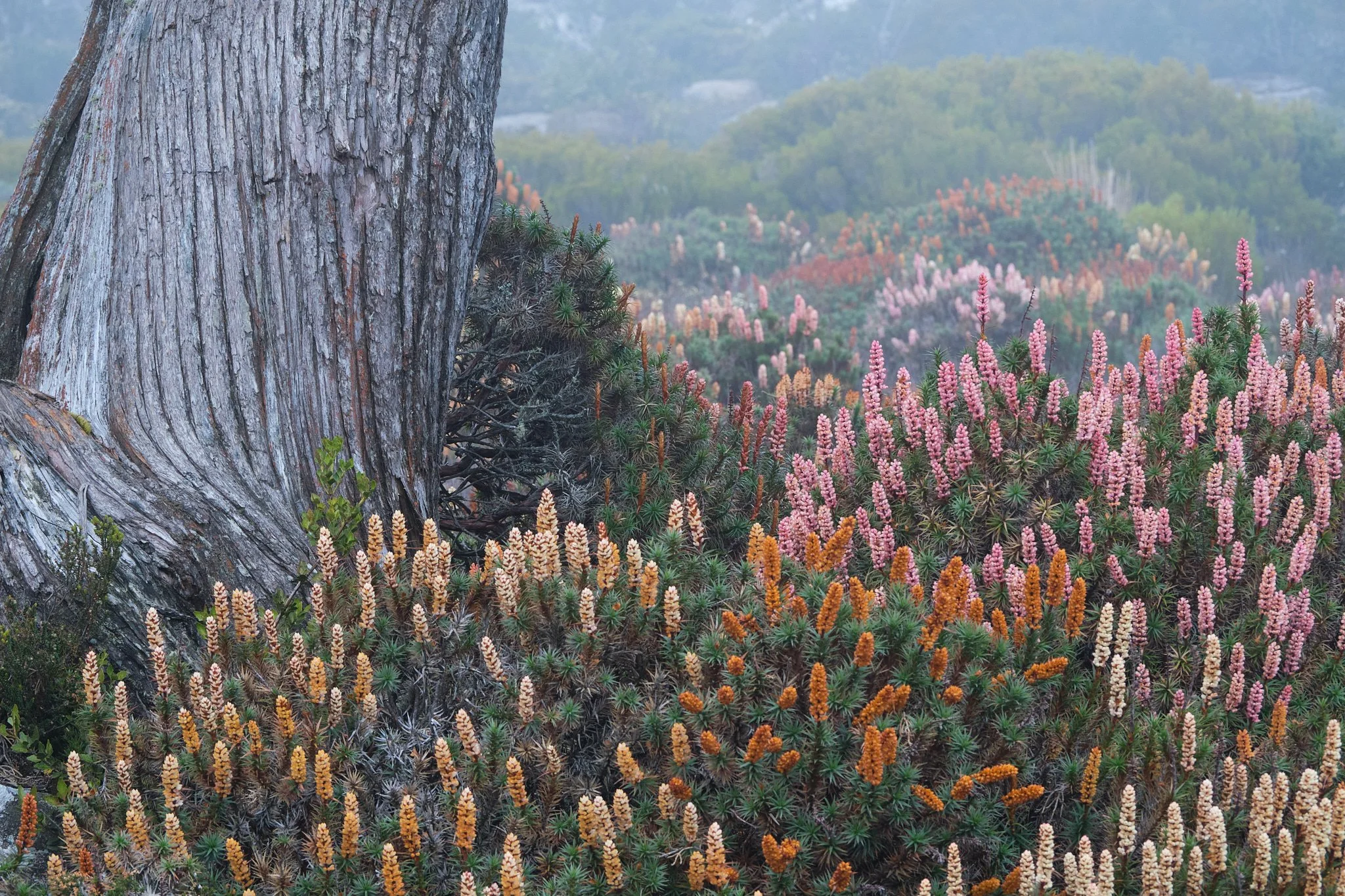 Scoparia New Year_T 2026.01.18 Scoparia Pine Lake and Deloraine _T410959.jpg