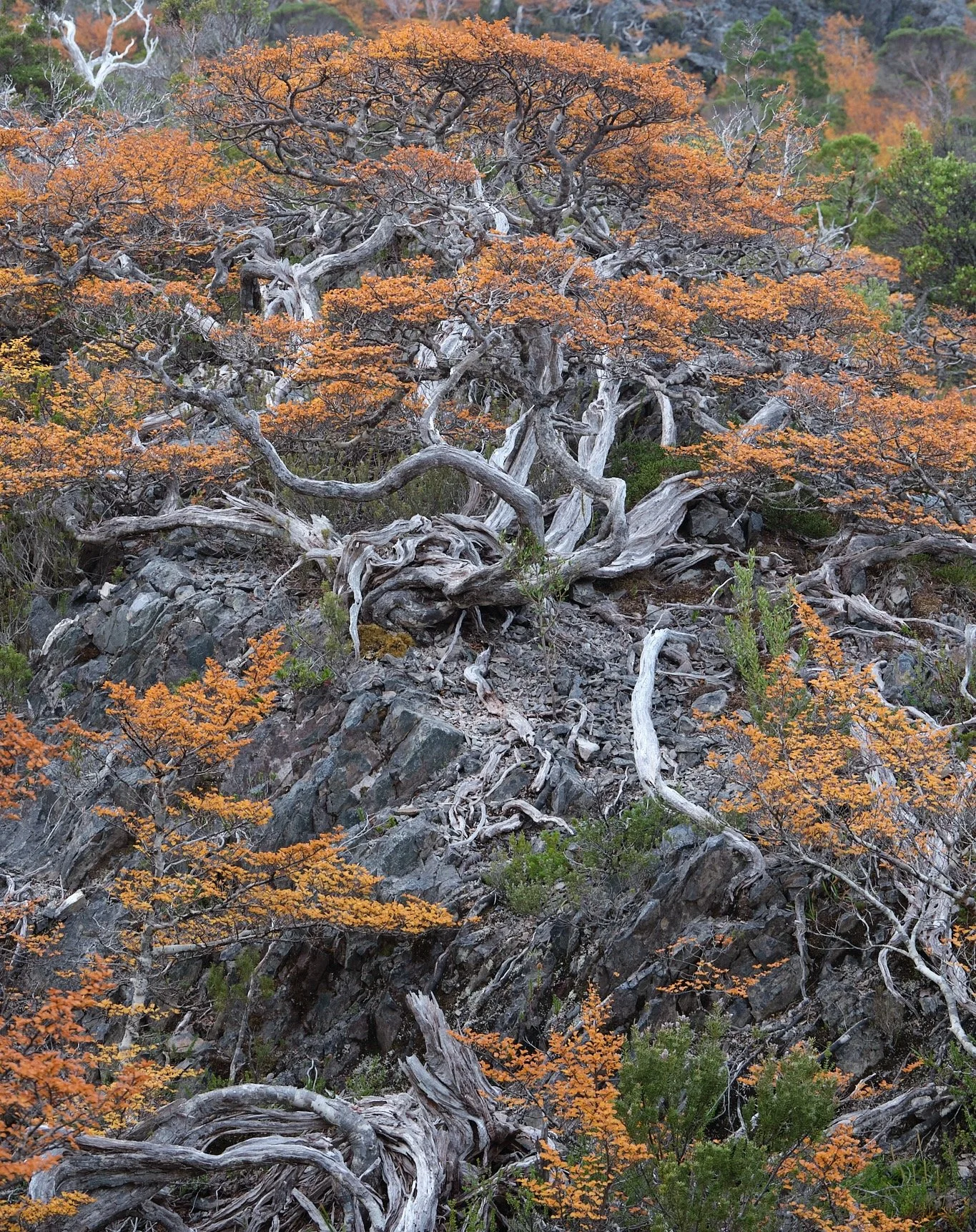 Fagus Wulinantikala 26 (2).jpg