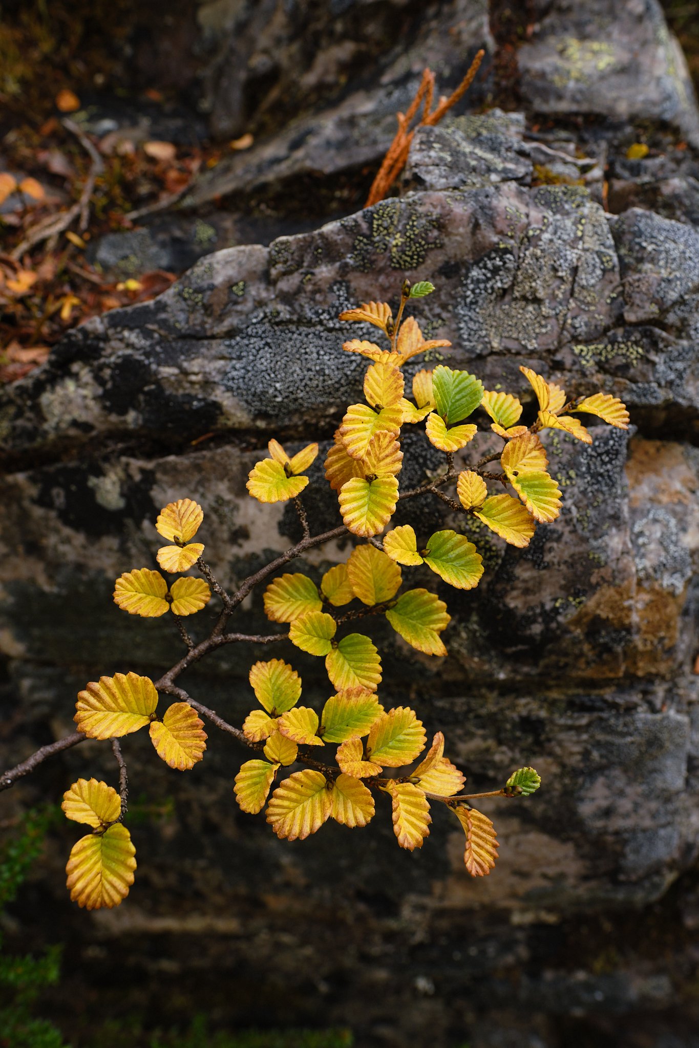 Fagus Wulinantikala 42.jpg