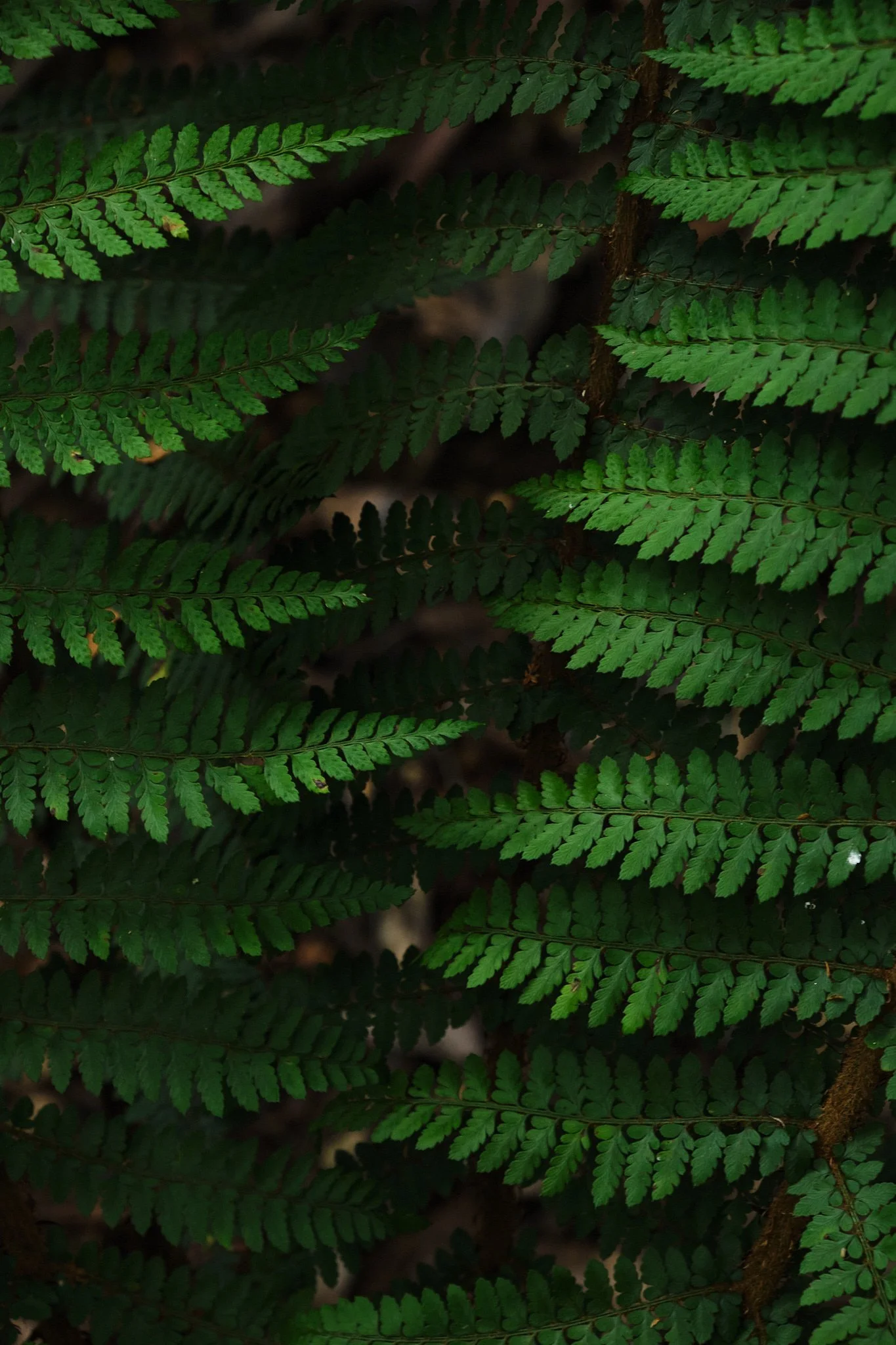 Sumac Day 3_Sunday, 7 December 2025 12-50-24 PM_T417037.jpg