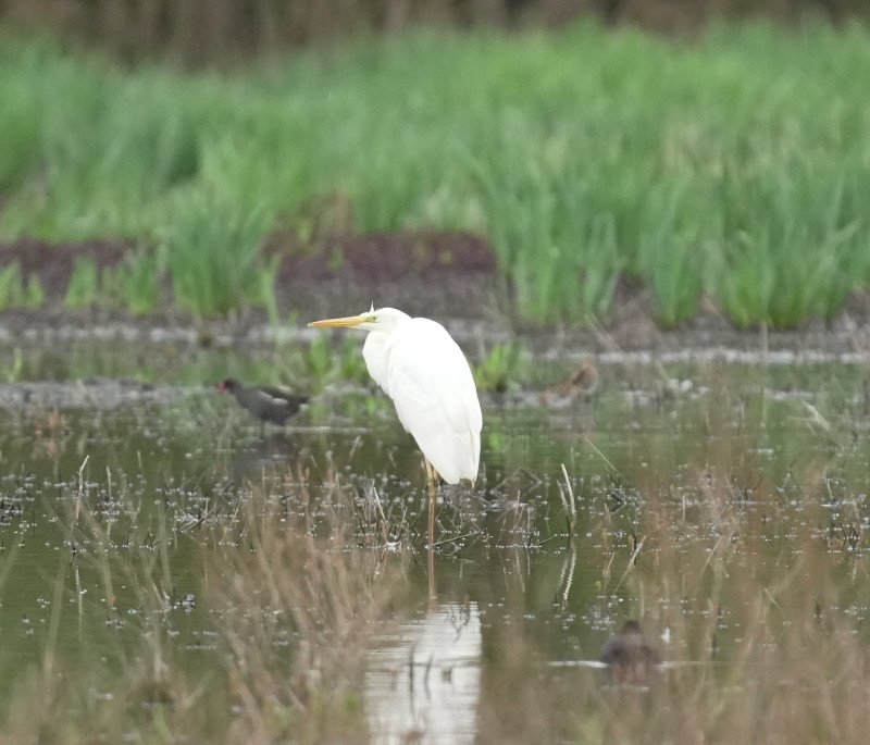 kleine zilverreiger.jpg