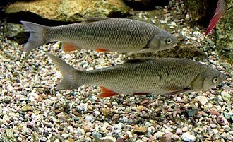 Squalius_cephalus_Prague_Vltava_2.jpg