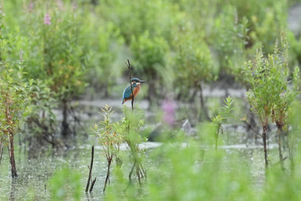 IJsvogel.jpg