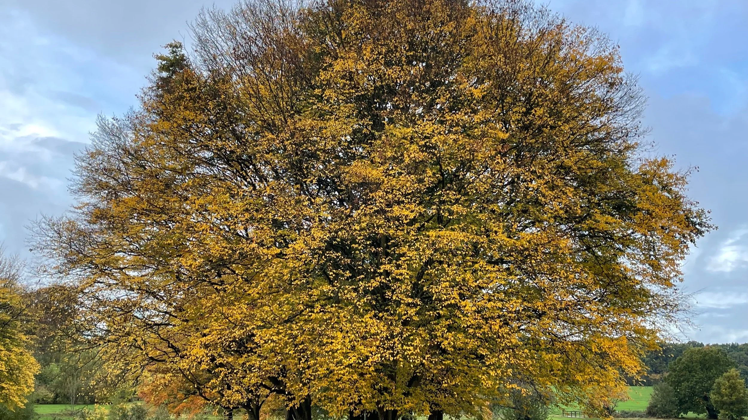 How diverse is your team’s thinking?