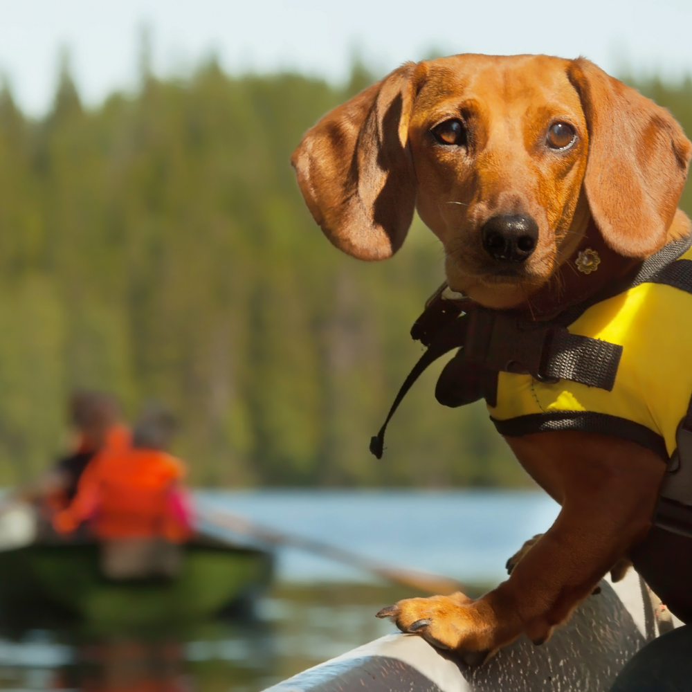 Do dogs really need life jackets? — DECKEE