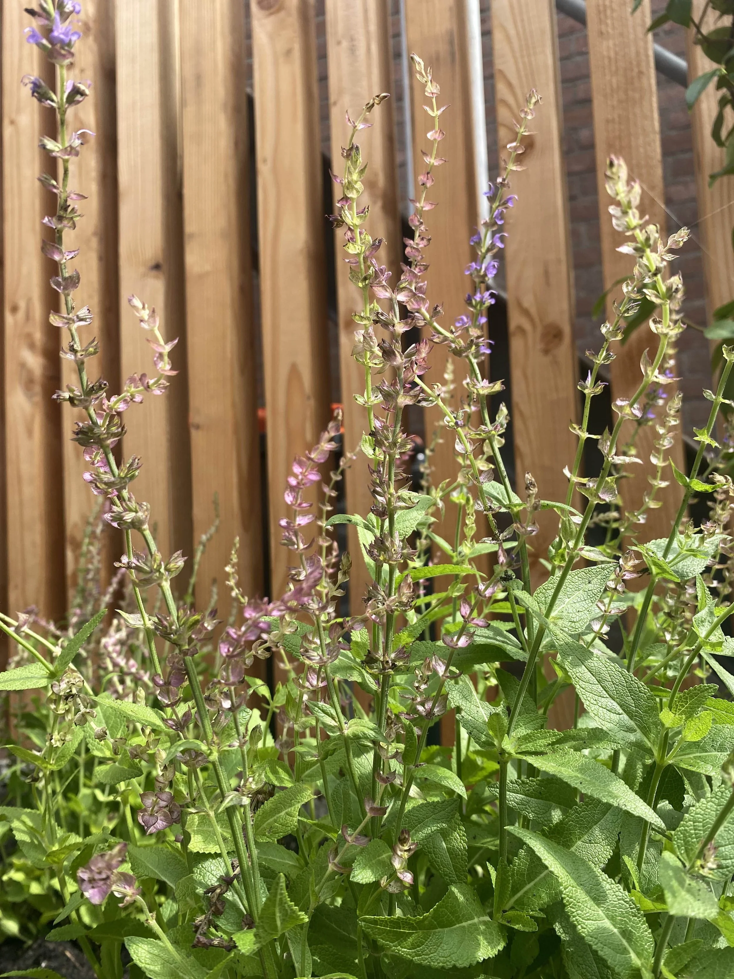 Salvia-nemerosa-Bubble-Tea-Garden-Gouda-James-Eckersley.jpg