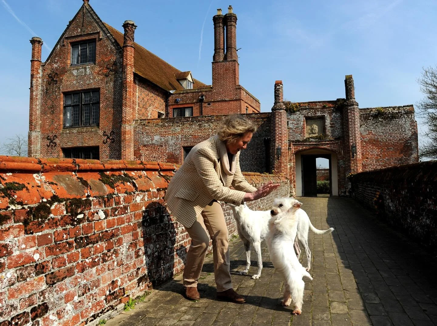 Dogs have always played a very important part in weddings and stays at Crows Hall. Rescued Westie Alfie has had some part in every wedding since we started 13 years ago. Sadly, he joined some of his beloved friends in doggie heaven on Tuesday. Many o