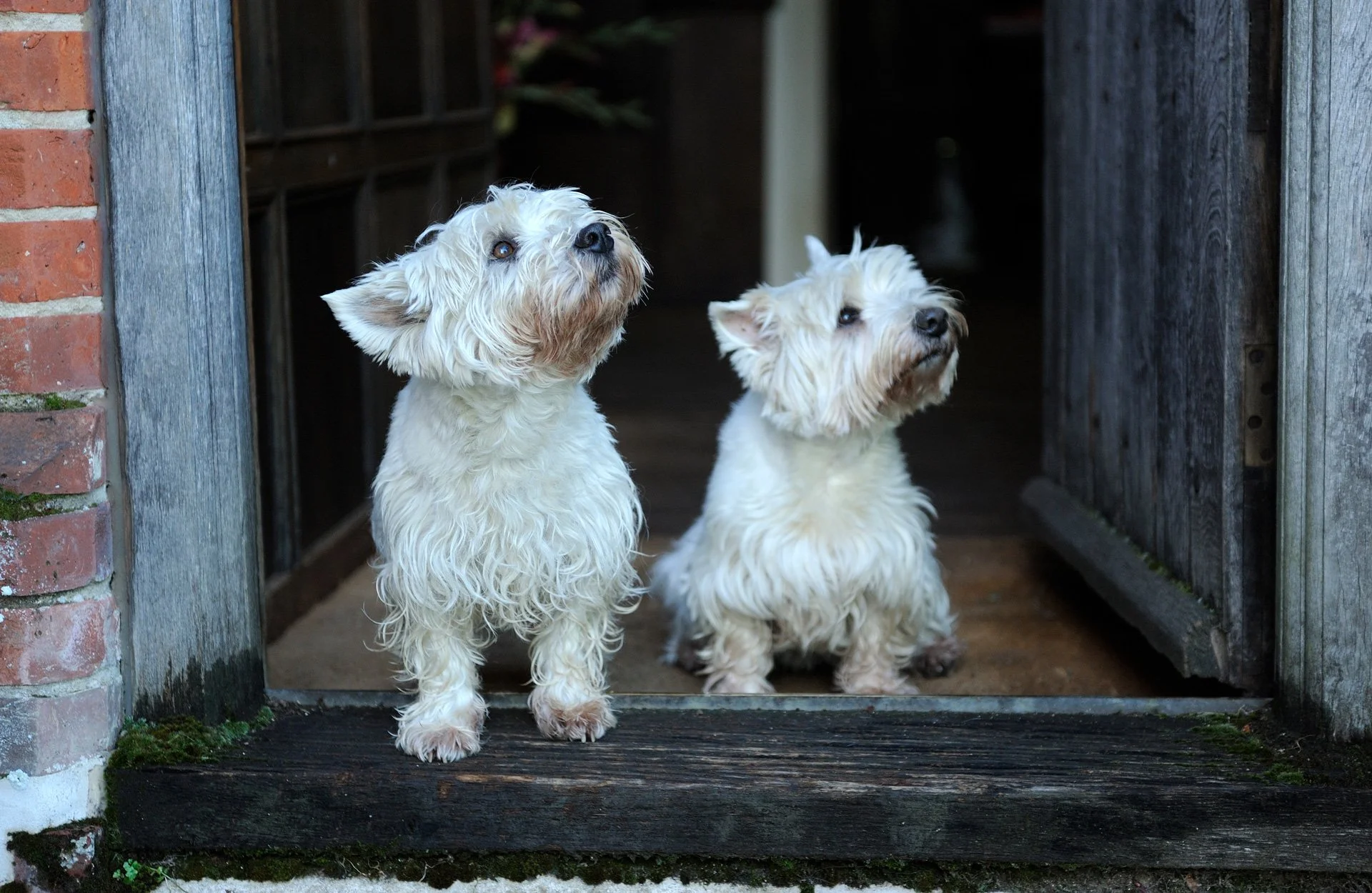 Crows-Hall-Suffolk-Hall-Happy-Dogs.jpg
