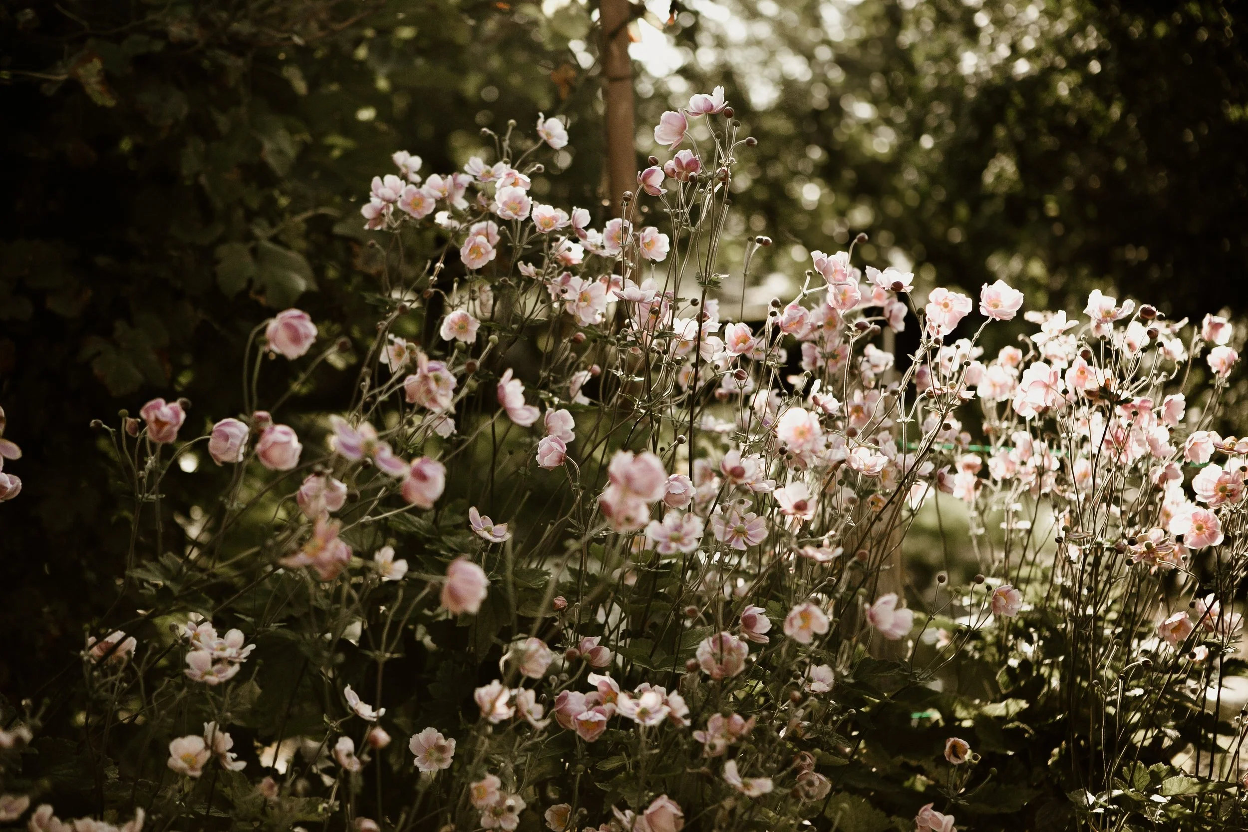 welsh flowers in muted tones